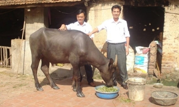 The journey to improve the stature of Vietnamese buffaloes